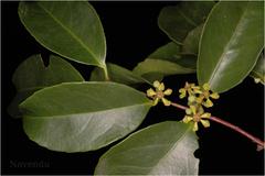 Salacia chinensis